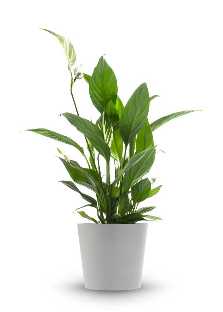 Weiße Calla-Blume auf dunklem Hintergrund